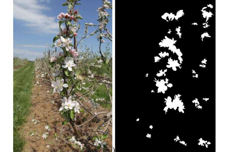 Development of a machine vision system that can identify the position of kingflowers in apple trees