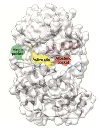 Development of new p38 protein inhibitors with therapeutic potential for certain heart diseases