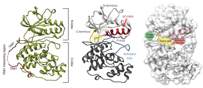Development of new p38 protein inhibitors with therapeutic potential for certain heart diseases