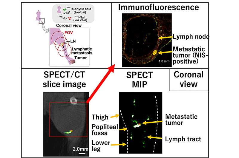 Development of tissue molecular imaging technique using multiple probes at hundreds of microns