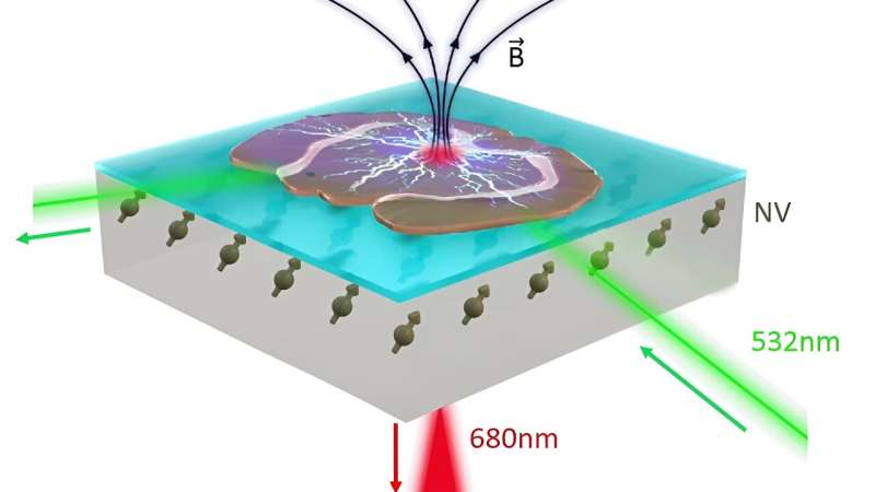 Diamond quantum sensors measure neuron activity