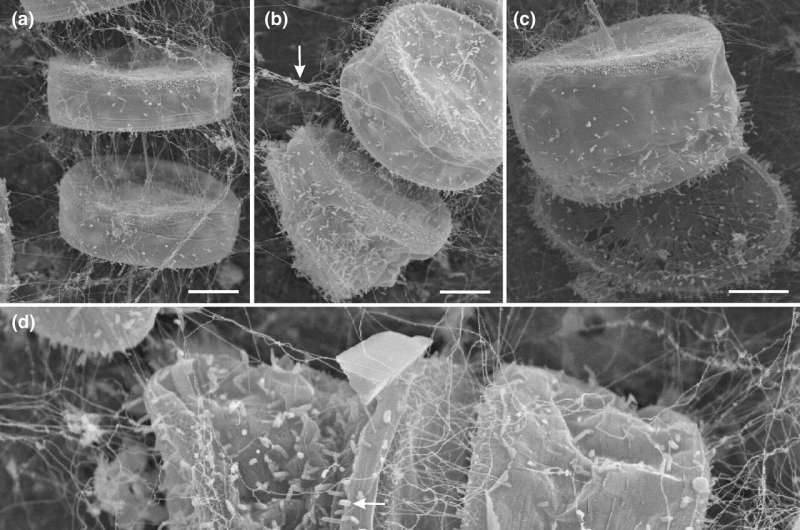 Diatoms provide an attractive habitat for bacteria