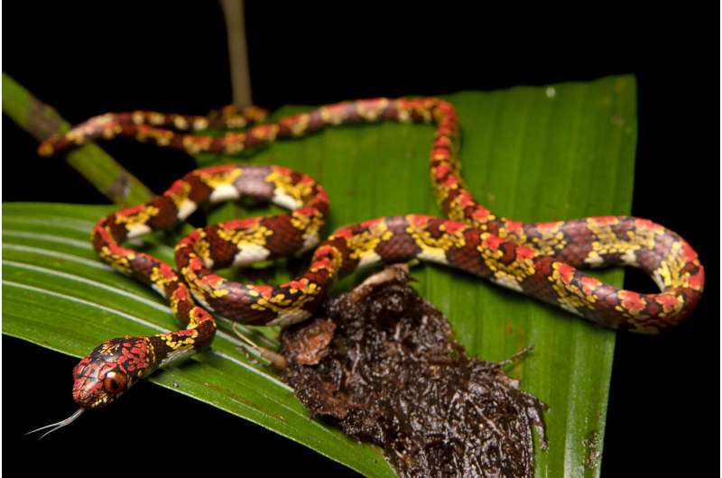 DiCaprio y Sheth nombran nuevas especies de serpientes arborícolas amenazadas por la minería