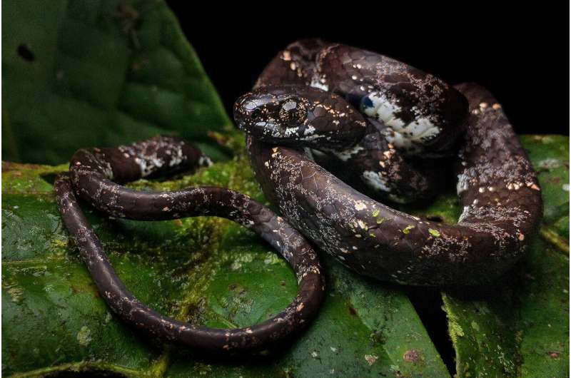 DiCaprio and Sheth name new species of tree-dwelling snakes, threatened by mining