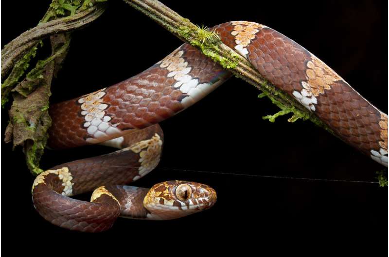 DiCaprio y Sheth nombran nuevas especies de serpientes arborícolas amenazadas por la minería