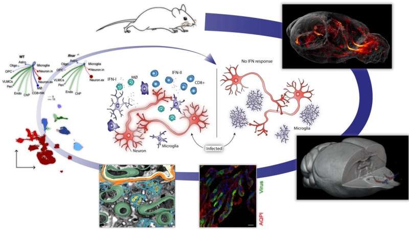 Different cell types in the brain are affected by tick infection