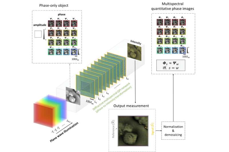 Diffractive optical network enables multispectral quantitative phase imaging in a snapshot