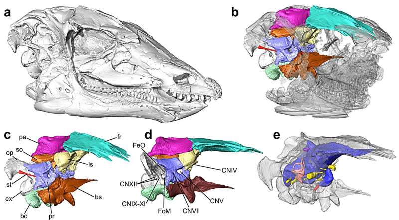 Dig this: 'Neglected' dinosaur had super senses