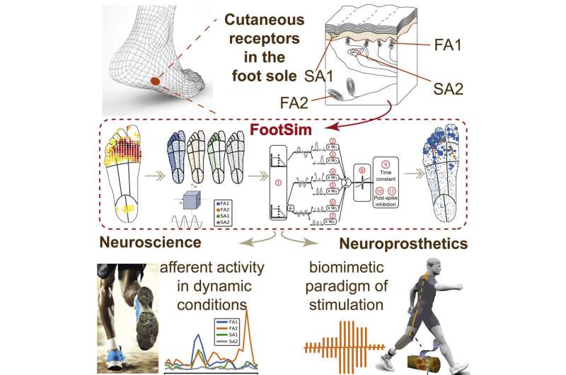 Digital foot could revolutionize bionic limbs and other assistive technologies