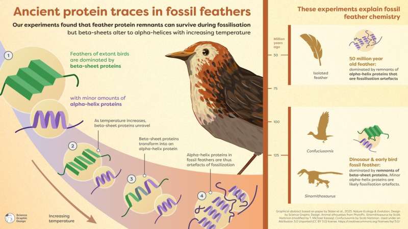 Dinosaur feathers reveal traces of ancient proteins