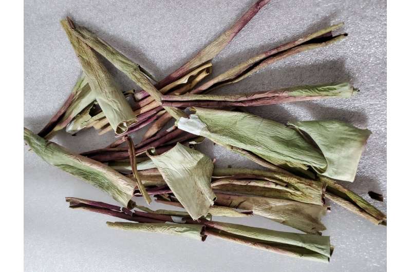Discarded aloe peels could be a sustainable, natural insecticide (video)
