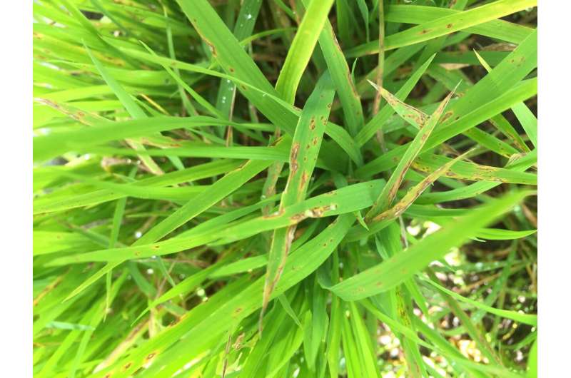 Discovery could lead to new fungicides to protect rice crops