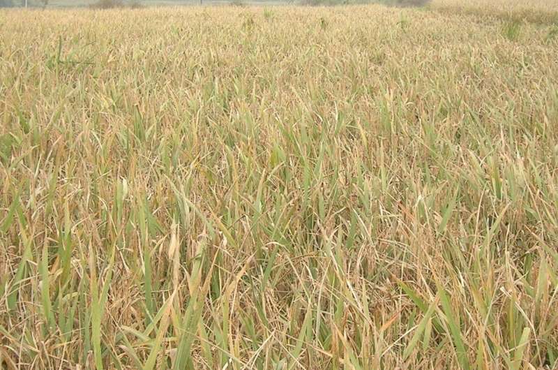 El descubrimiento podría conducir a nuevos fungicidas para proteger los cultivos de arroz