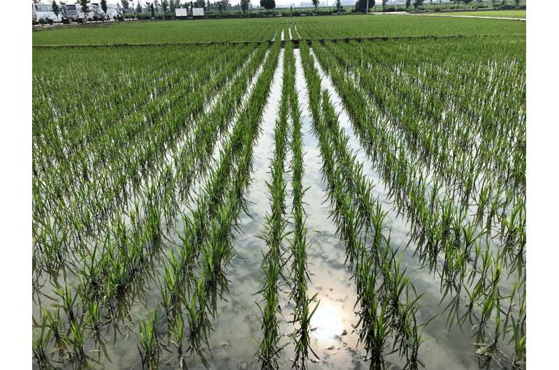 Discovery could lead to new fungicides to protect rice crops