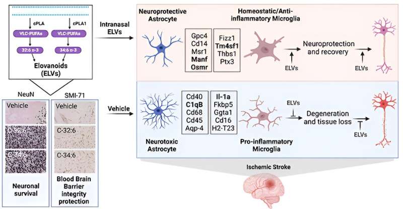 Discovery may complement recovery from ischemic stroke