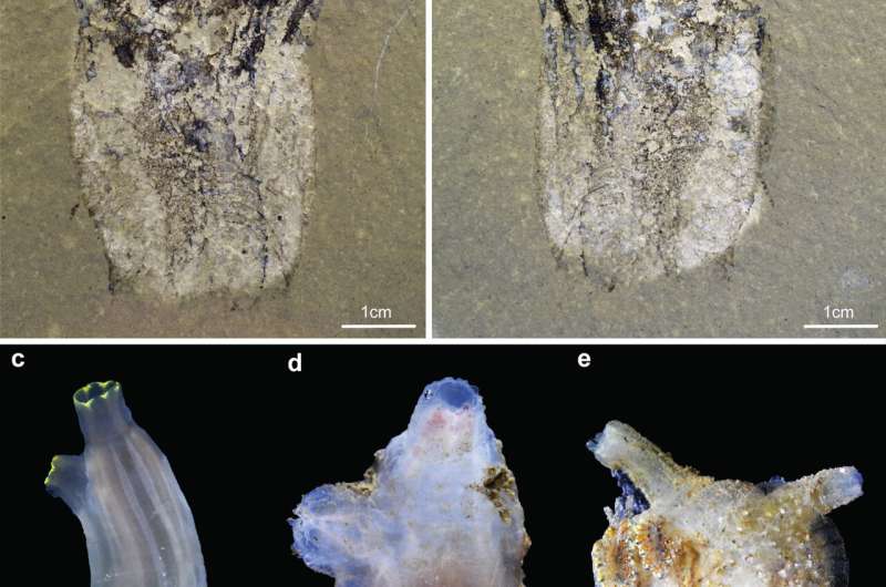 Ang pagkadiskobre sa 500 ka milyon ka tuig nga fossil nagpadayag sa katingad-an nga mga sekreto sa tunika nga gigikanan
