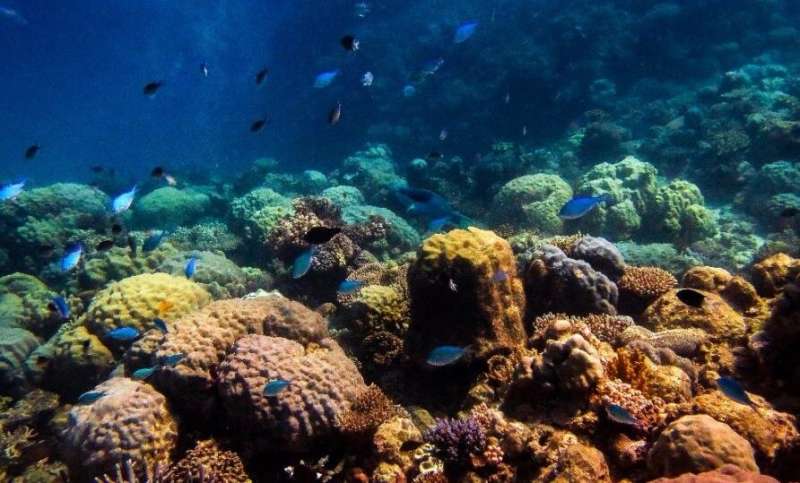Discovery of clusters of two types of bacteria in the tentacles of corals sheds light on their role in coral reef health