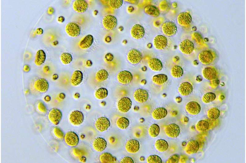 Discovery of new gene unveils sex determination in green algae