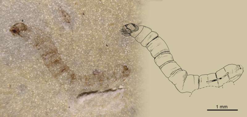 Discovery of oldest known fossil gnat shows how insects adapted to a postapocalyptic world