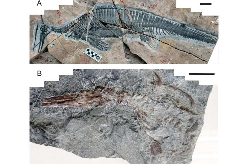Discovery of two new specimens suggests Hupehsuchus was an ancient filter feeder
