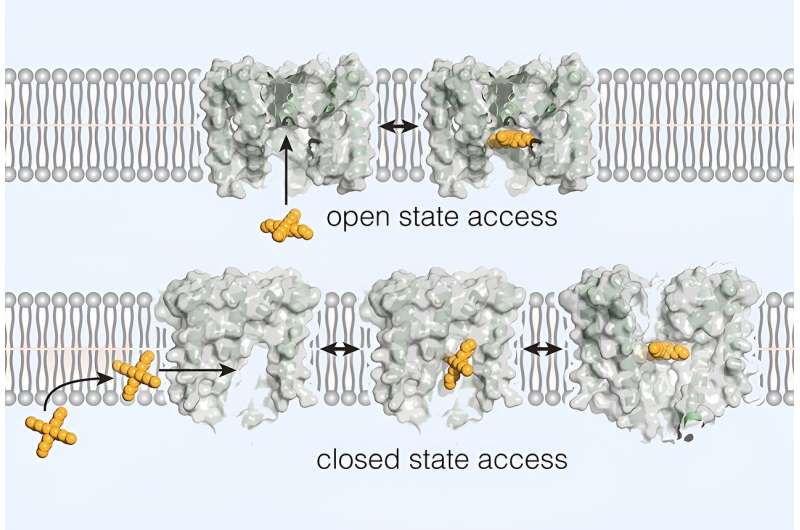 Discovery opens possibility of new ion channel-targeting drugs