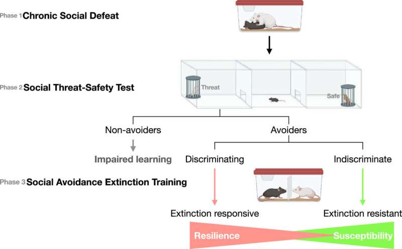 Discriminating negative from neutral stimuli is important to promote resilience