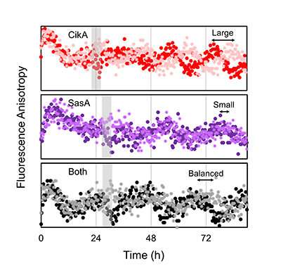 Dissecting the circadian clock in real time