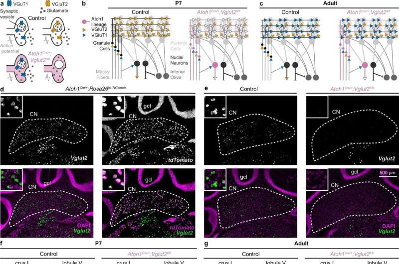 Distinct types of cerebellar neurons control motor and social behaviors