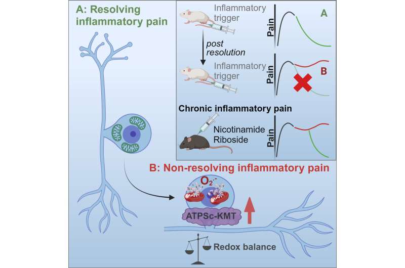 Disturbances in sensory neurons may alter transient pain into chronic pain