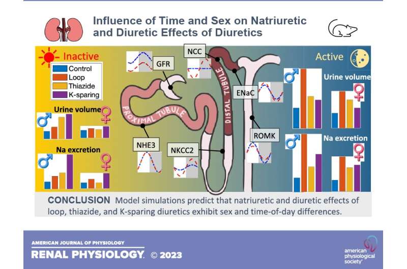 Diuretics work differently according to biological sex and time of treatment