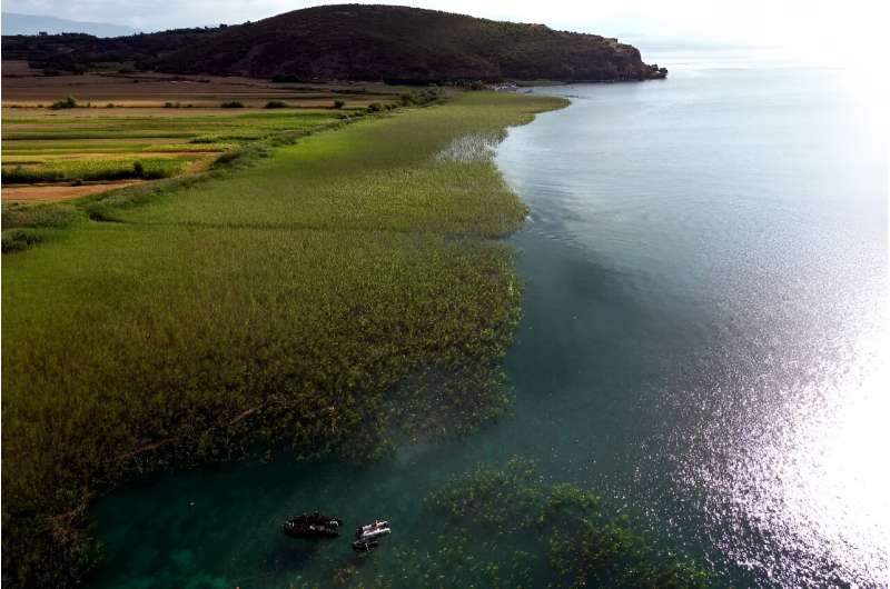 Divers search amoung the reeds at an ancient village site on the Albanian shore of Lake Ohrid