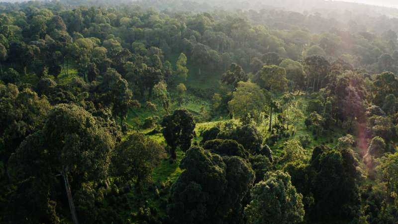 Diverse forests hold huge carbon potential, as long as we cut emissions