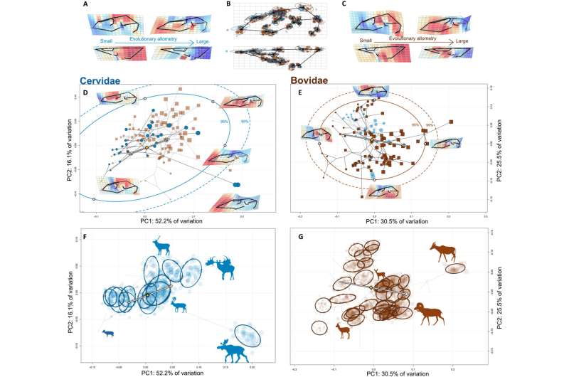 Diversification of the ruminant skull - from microevolutionary processes to macroevolutionary patterns.