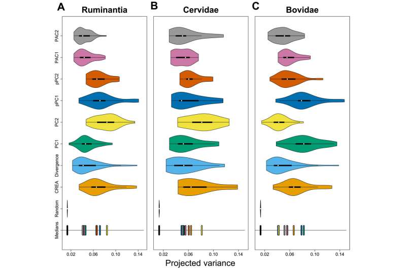 Diversification of the ruminant skull - from microevolutionary processes to macroevolutionary patterns.