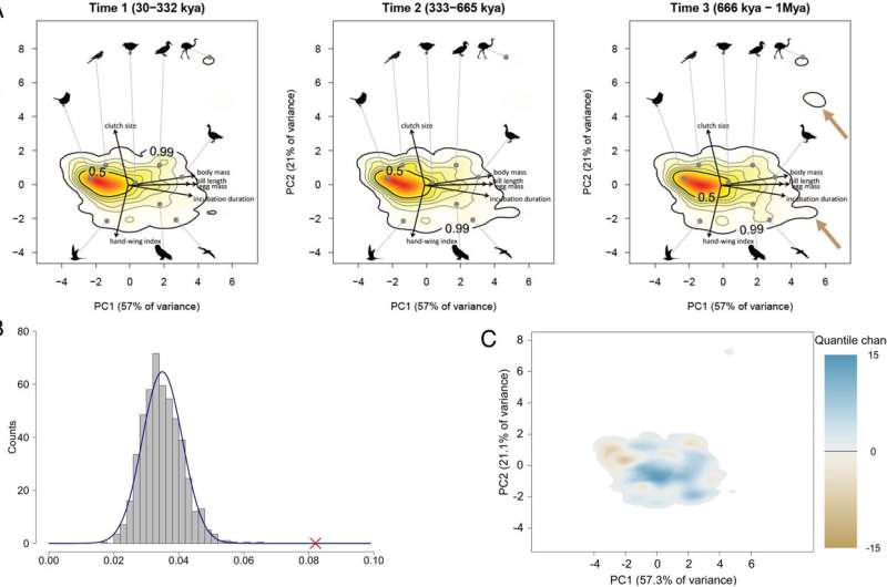 Diversity in bird traits has remained relatively stable over the past million years