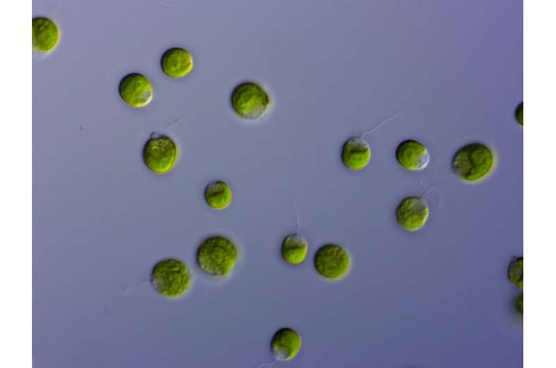 Diving deep: Unveiling the secrets of microalgae to cope with environmental challenges.