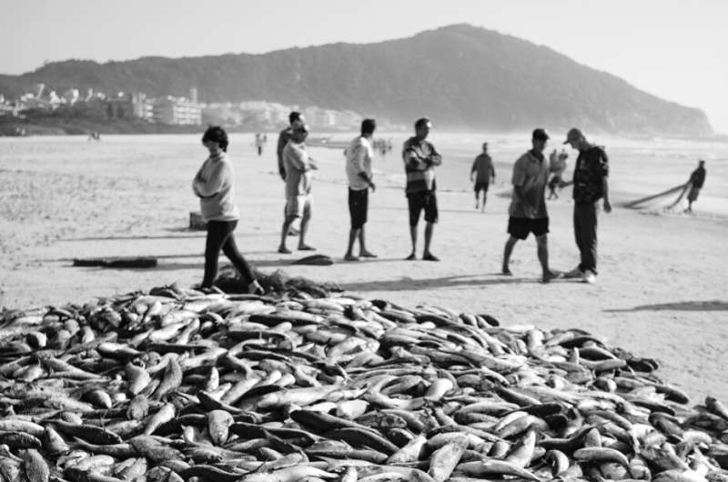 Diving into history: Newspapers offer historical perspectives on Brazil's marine biodiversity