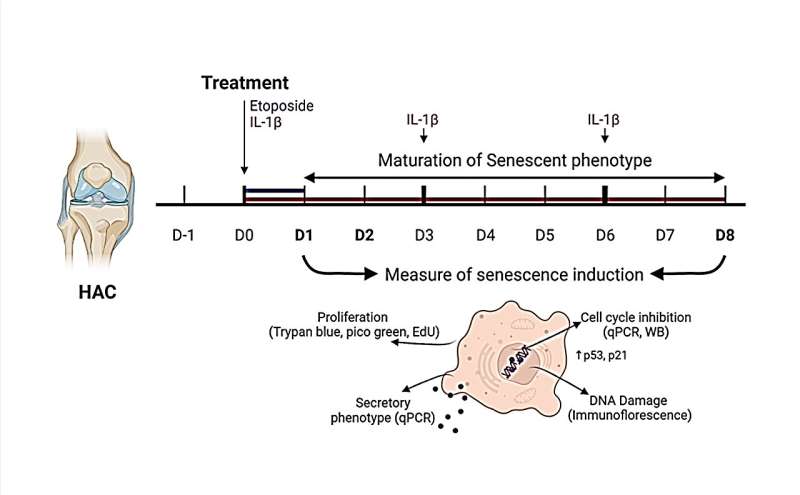 DNA damage-induced senescence model in osteoarthritic chondrocytes