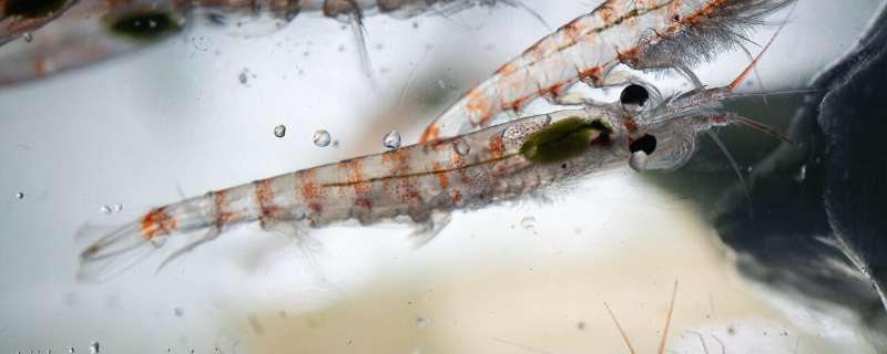 DNA detector exposes hidden Antarctic krill