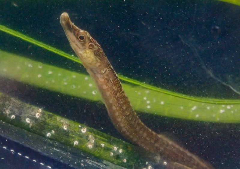 DNA in the water shows South African scientists where to find a rare pipefish