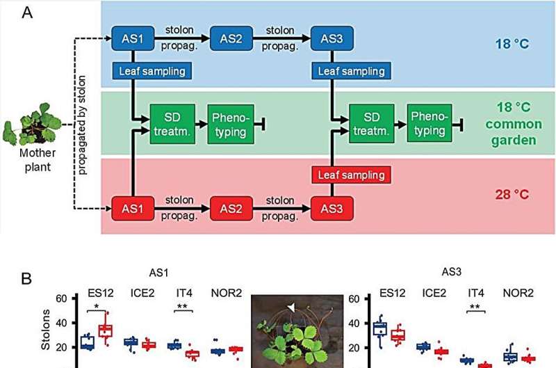 DNA methylation: The hidden mechanism enabling plants to adapt in a warmer world