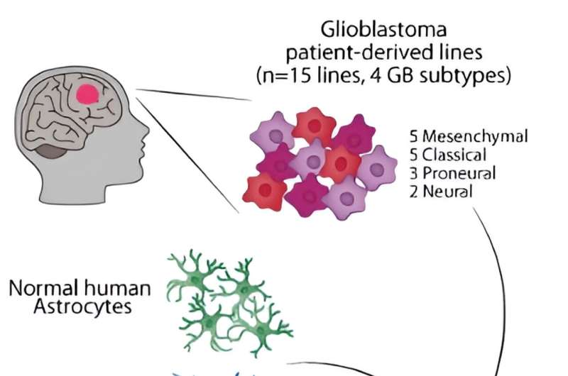 DNA organization influences the growth of deadly brain tumors in response to neuronal signals