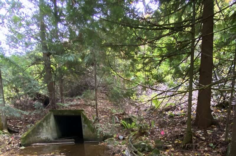 DNA shows where Washington culvert replacements helped spawning salmon