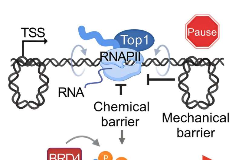 DNA tangles allow for targeted cancer therapy via topoisomerase drug treatment