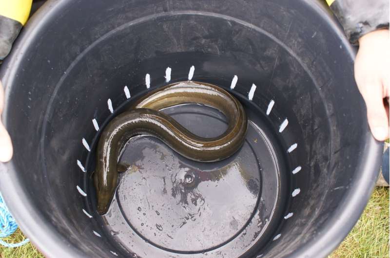 DNA testing finds endangered eels on the menu