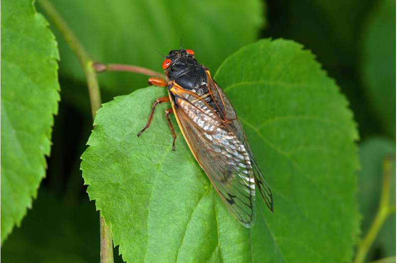 Do adult periodical cicadas actually feed on anything?