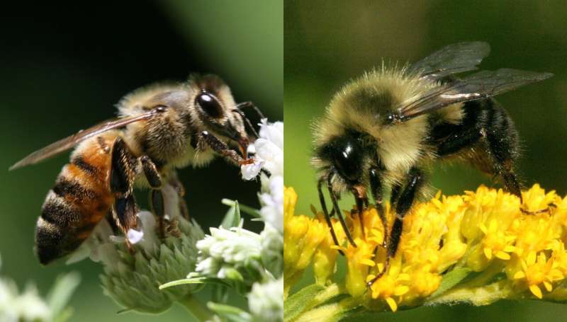 Do common methods for protecting bees from pesticides actually work?