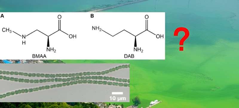 Do cyanobacteria make the neurotoxin β-N-methylamino-L-alanine (BMAA)?