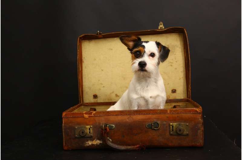 dog and suitcase
