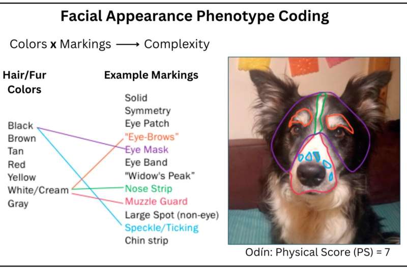 Dogs with less complex facial markings found to be more expressive in their communication with humans